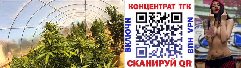 закладки  Темников  ТГК Wax 